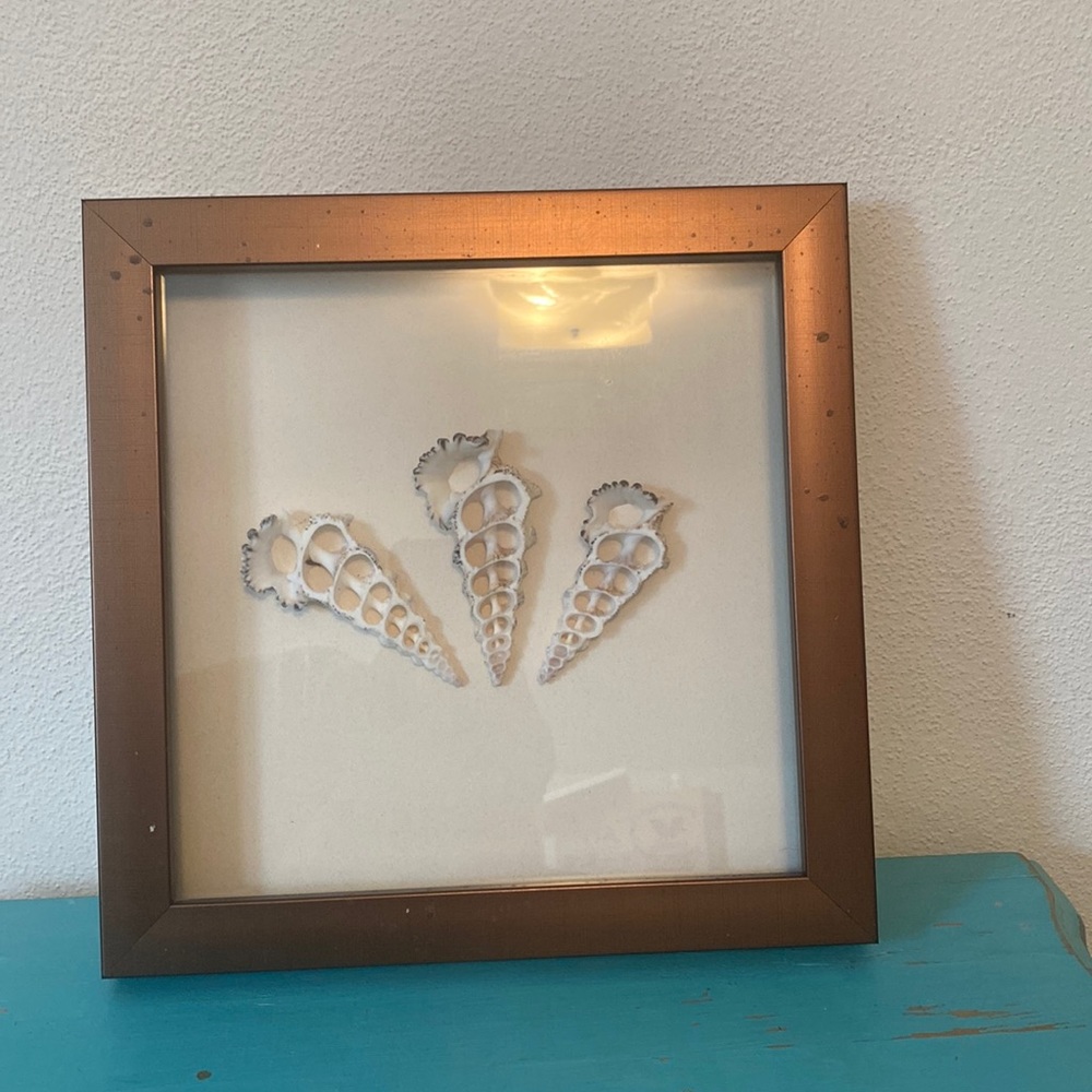 Seashell art